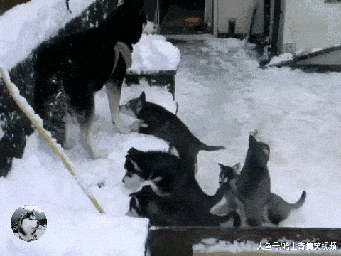 二哈生了6只寶寶，為了逃避喂奶，結果還想了個“餿主意”