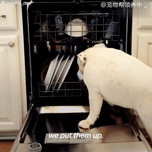 英斗有个小怪癖：带着小碗形影不离，“宠幸”哪个都成烦恼……