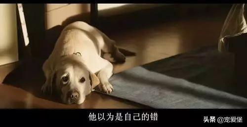 《瘋狂的外星人》網傳虐狗事件：狗子是演員，不是道具