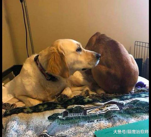 狗狗被救回来后把头埋进墙角，尾巴收着蜷缩成一团，让人心疼不已