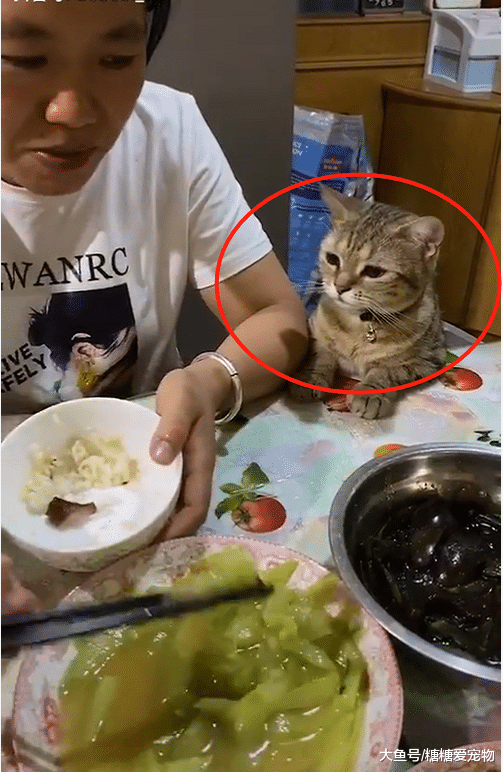 来自从小训练的教养，猫咪吃饭超有“规矩”，猫：我会乖乖的