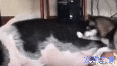 自从迷你猪变成大肥猪后，可怜的二哈再也没有精力拆家了，笑喷了