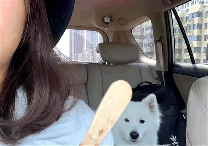 “微笑天使”也有变脸的时候，萨摩耶没讨到冰棍，结果失望了