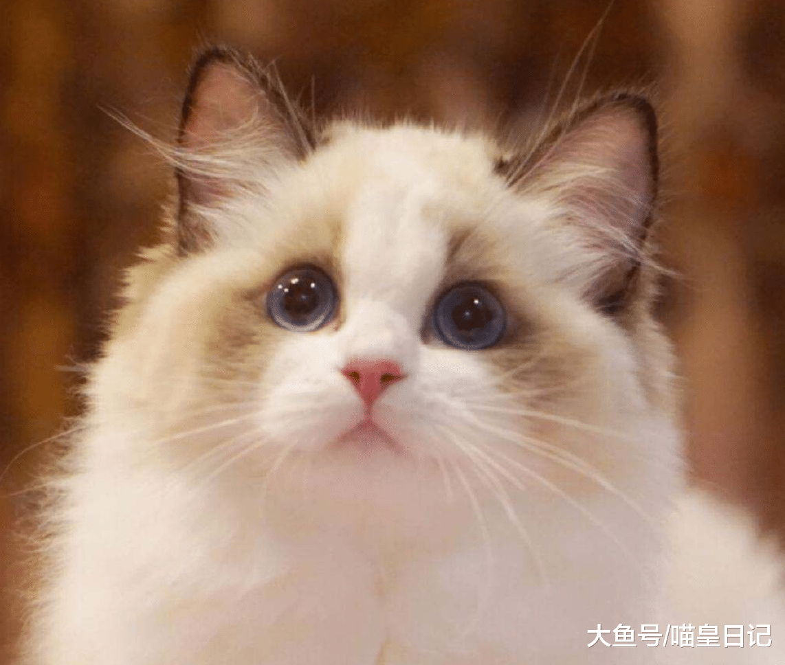 這三種喵星人非常適合老年人飼養，布偶貓小公主居然也上榜了！