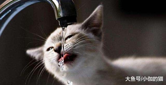 高成本给猫咪买蒸馏水，那喵星人是否能喝呢
