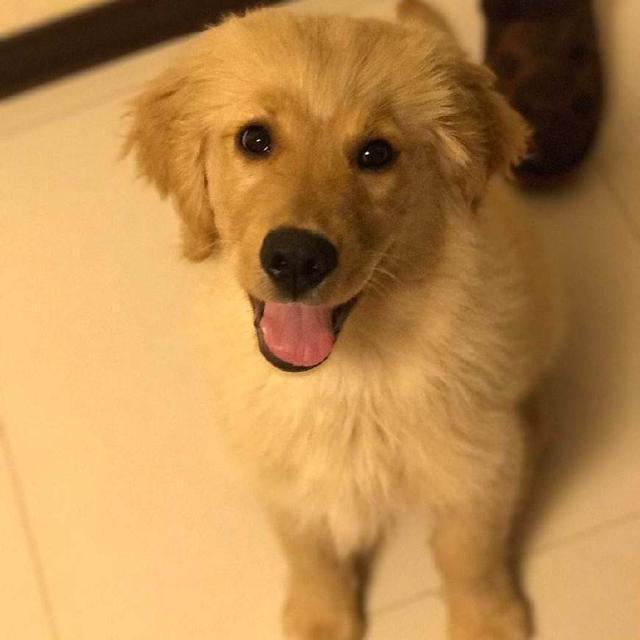 金毛总喜欢打开冰箱乘凉, 主人一次意外发现才得知电费翻倍的原因