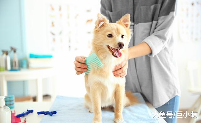 小狗刚到家，除了疫苗驱虫，还要让狗狗适应被抚摸检查