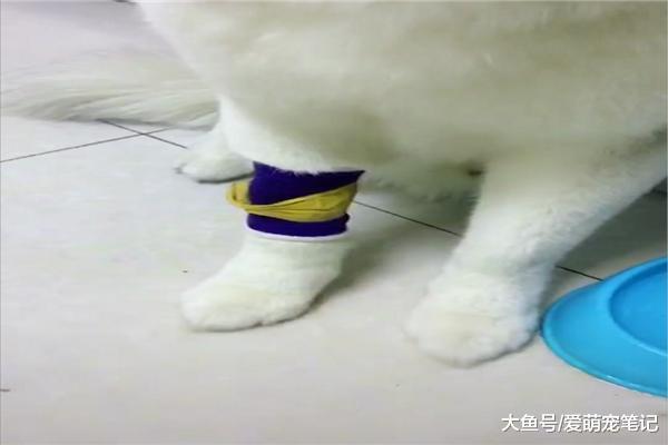 網友為了沖擊步數，把手機綁在哈士奇的腿上，結果回家一看好悲催