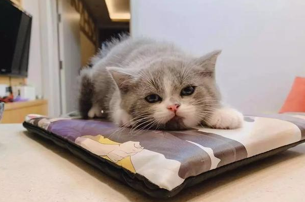 这样喂猫，等于在害他！你很可能也喂错了！