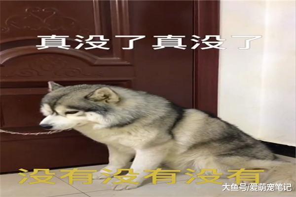 在哈士奇的劝阻下, 网友还是发现了男主的私房钱, 狗: 已经尽力了