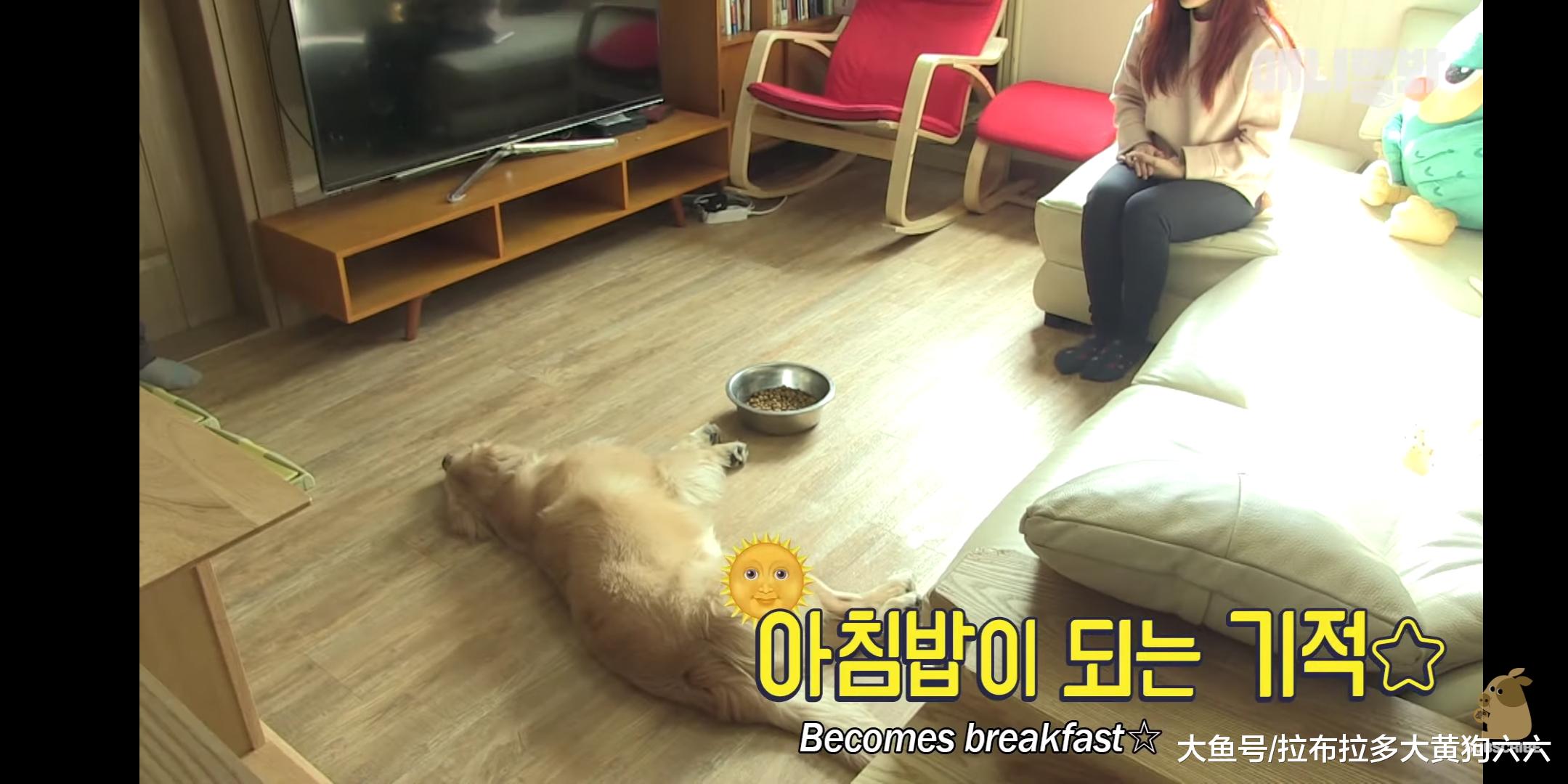 因为难以忘记小时候的玩伴，这只狗陷入了单相思之恋，郁郁寡欢