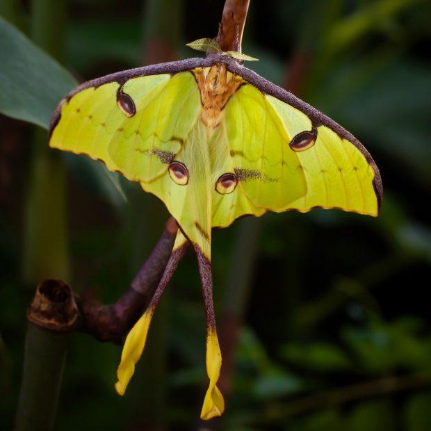 世界上最美丽的蝴蝶