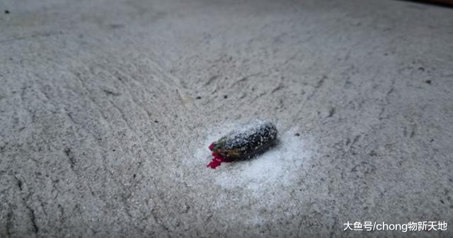 水蛭最害怕鹽？外國小伙做實驗，結果水蛭直接脫水而死！