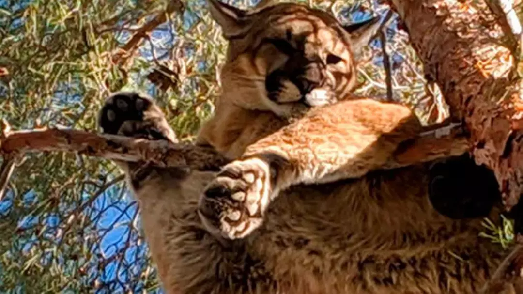 民众反映有猫卡树上，消防队赶到现场傻眼了：这要怎么救...