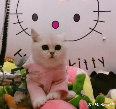 抓娃娃机里有只猫咪，人们投币想把猫咪抓出来，猫咪反应让人发笑