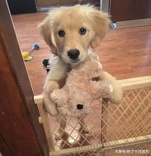 原来小狗狗扎辫子的时候是这样的