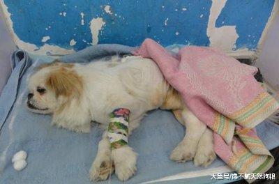 狗狗总是“拉稀”？其中的这5个原因，你真正了解过没？