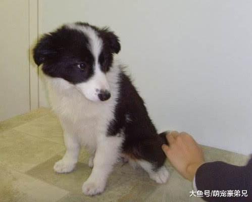 狗狗遭到“毒打”？看清后众人都笑喷了，这是戏精来的吧！