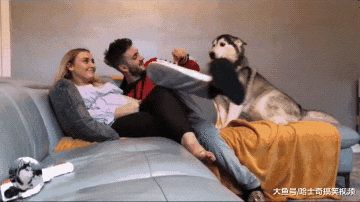 主人跟妻子秀恩爱，二哈却以为自己被抛弃，表情让人很心疼