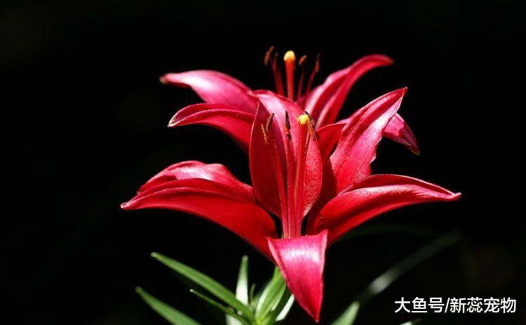 10月3号开始，3生肖财气飙升，好运旺盛，苦日子熬到头