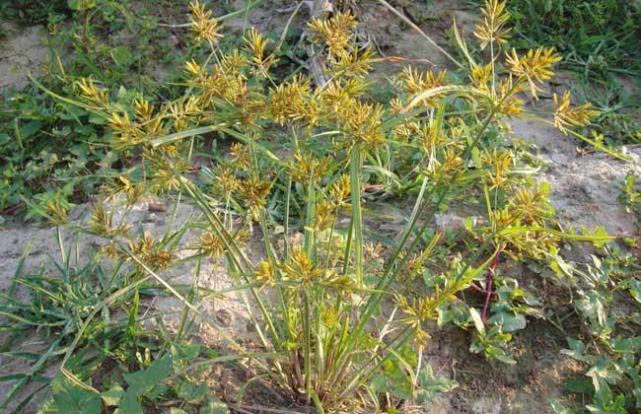 不要再看不起野草了！價值高，功效多，快快珍藏吧