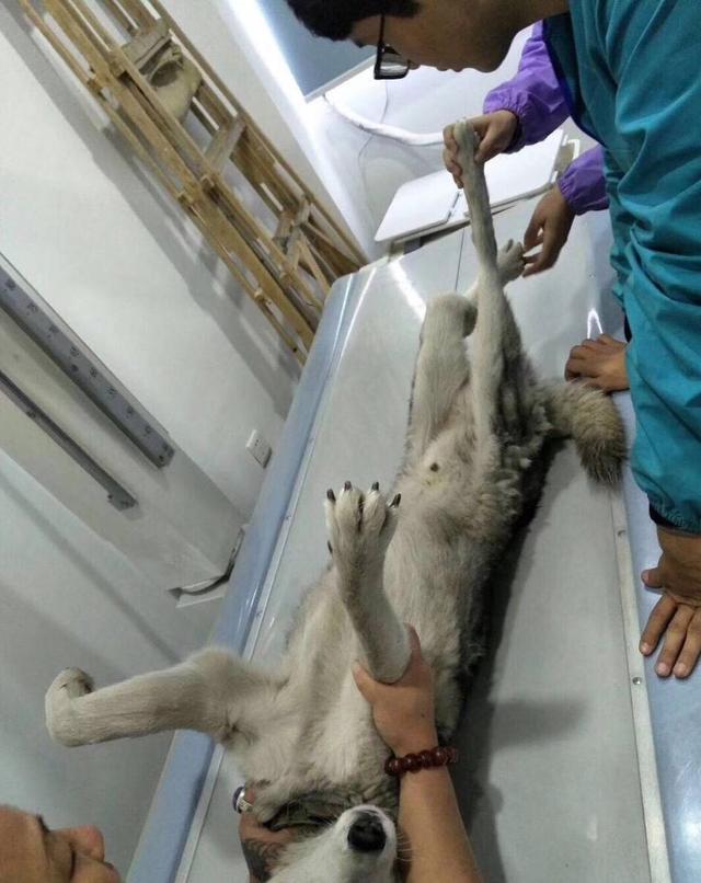 婆婆迷上广场舞，让哈士奇带孙子，一声尖叫后让婆婆心惊胆战