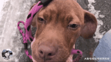 狗狗被主人遗弃，紧缩在雪地上朝路人呼救，幸运遇上了她