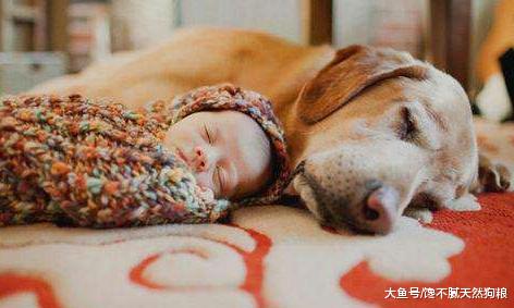 拉布拉多犬的这4种颜色，你觉得哪种最好看？