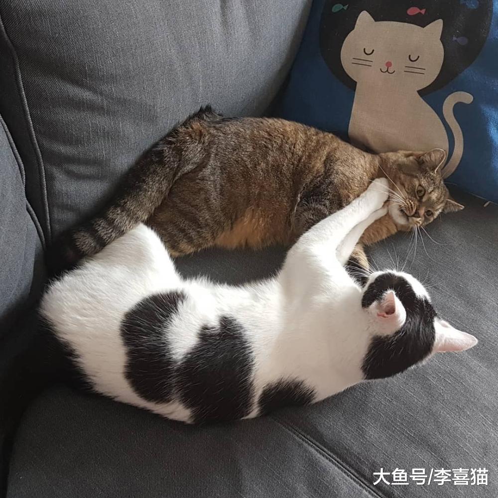 猫咪互相追逐打闹不一定是真的打架, 这是喵星人的社交方式之一