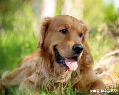 女孩喂金毛吃“东西”，天衣无缝的配合，金毛：只配合你三次