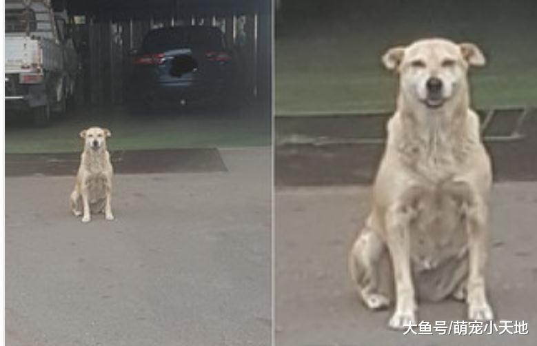 连假上班心情差，它却开飞机耳灿笑，网友一句话突破盲点