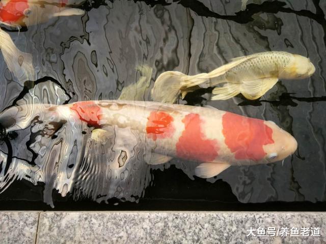 纯自然方法饲养观赏鱼，过滤系统饲养观赏鱼，这两个方法哪个好？