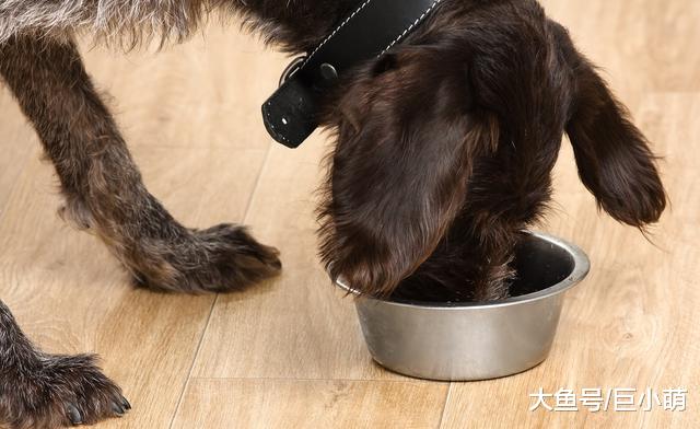 老年犬为什么会没有食欲，这是因为什么？主人该怎么应对这种情况