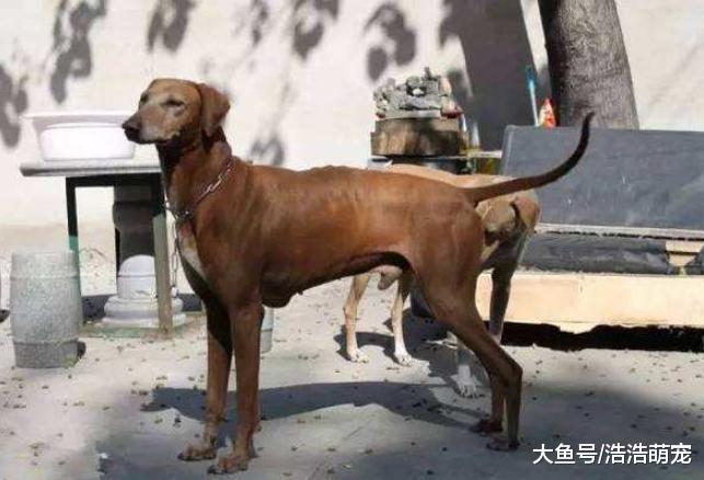 6种“国产猛犬”，第六个最有名，第三种很多部队用它当军犬