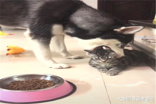 美短猫偷吃狗粮被二哈发现，上去就是一顿“乱咬”，看来要悲剧了