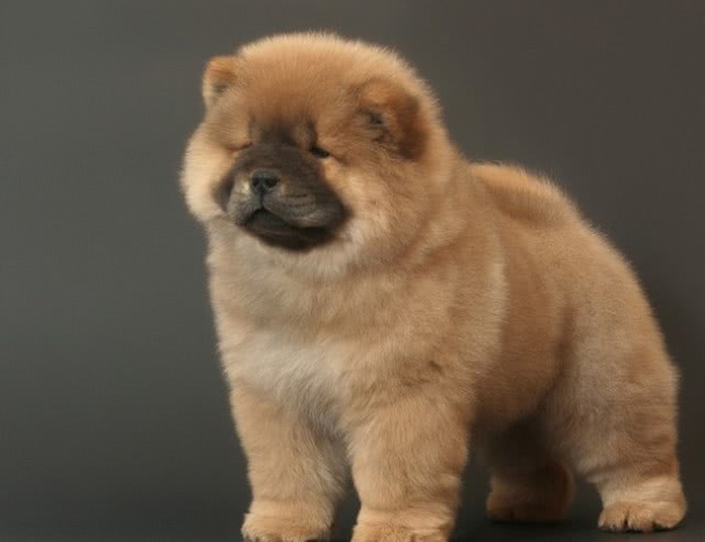 网友评选出“最傻”10大狗狗，我国竟有两只本土犬上榜