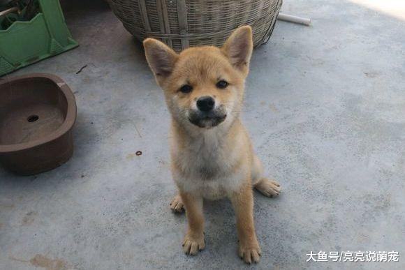 假期结束了，柴犬要跟主人离开老家了，可它还没有玩够
