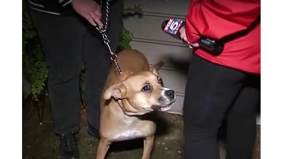 差点被安乐死的狗狗不停对主人吠叫，得知真相后主人感动万分