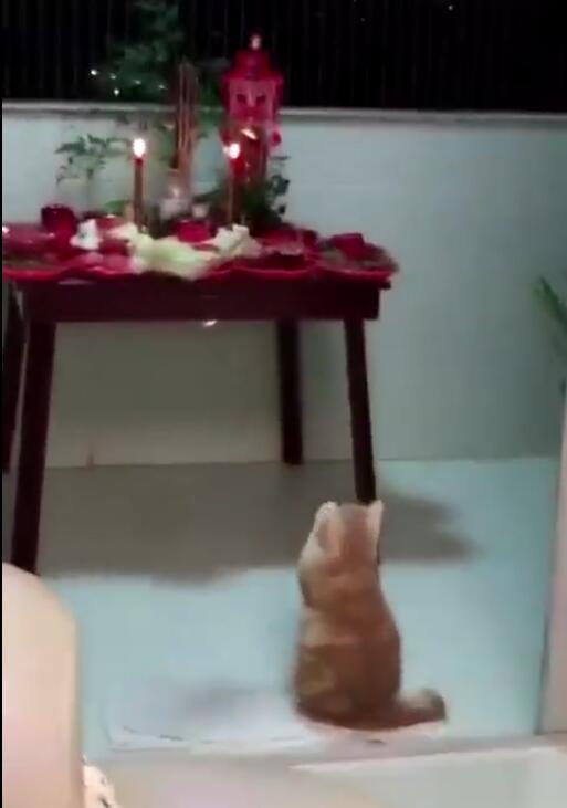 貓咪大晚上的拜財神，祈求多點小魚干，網友：主人家要發財了