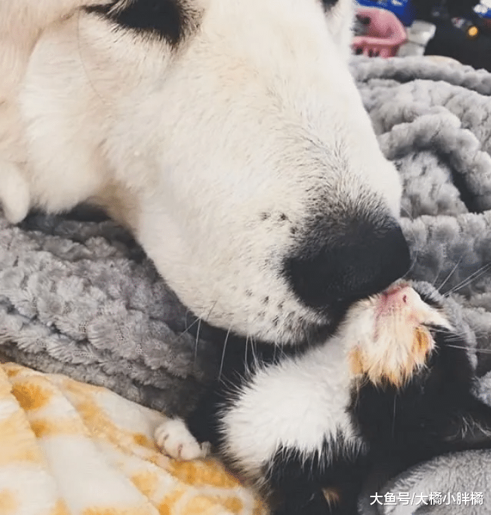 流浪猫自己挑主人，选中后抱着别人不愿撒手，幸福生活由自己争取