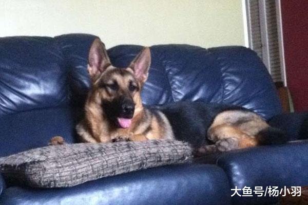 狗狗从攻击邮差到每天翘首期盼，不久邮差收到心碎回信“把爱延续”