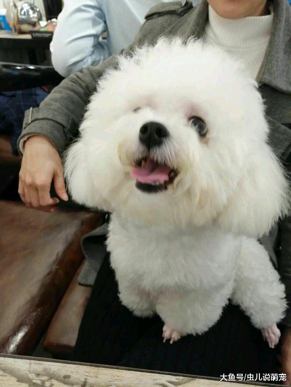 比熊犬跟着铲屎官出去“吃饭”, 比熊犬: 这下满足了!