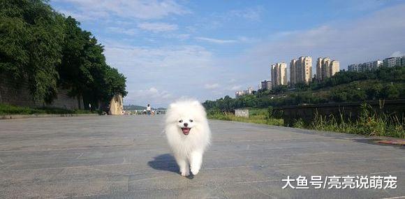带博美出去旅游，天气非常好，心情自然也是美美哒！