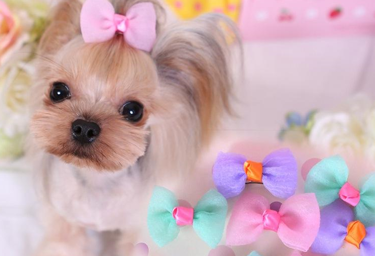 養狗家庭怎么做能保持衛生, 怎么才可以不讓他成為＂臟小孩＂?