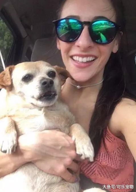 一只被养成猪的狗，出门都要小推车拉着，却帮助主人走向人生巅峰