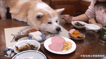 秋田犬已经9岁了，却像“忍者”一样，结果让主人防不胜防