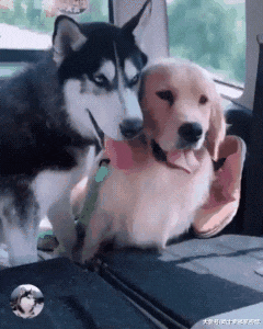 网友养了二哈跟金毛，结果一年后悲剧了，金毛变成了磨牙棒