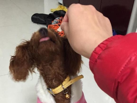 主人去買菜，派泰迪背著籃子，泰迪的小表情亮了，笑哭主人