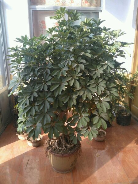 养上一盆鸭掌木，摆放在家门口，好似门神“秦琼”，驱邪气招福气