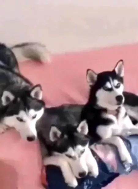 4只哈士奇组队拆家，唯独不拆空调，主人：狗也知道要避暑！